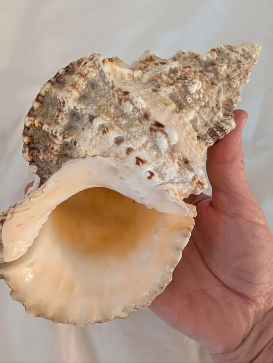 Large Conch Shell - Picture 2 of 3